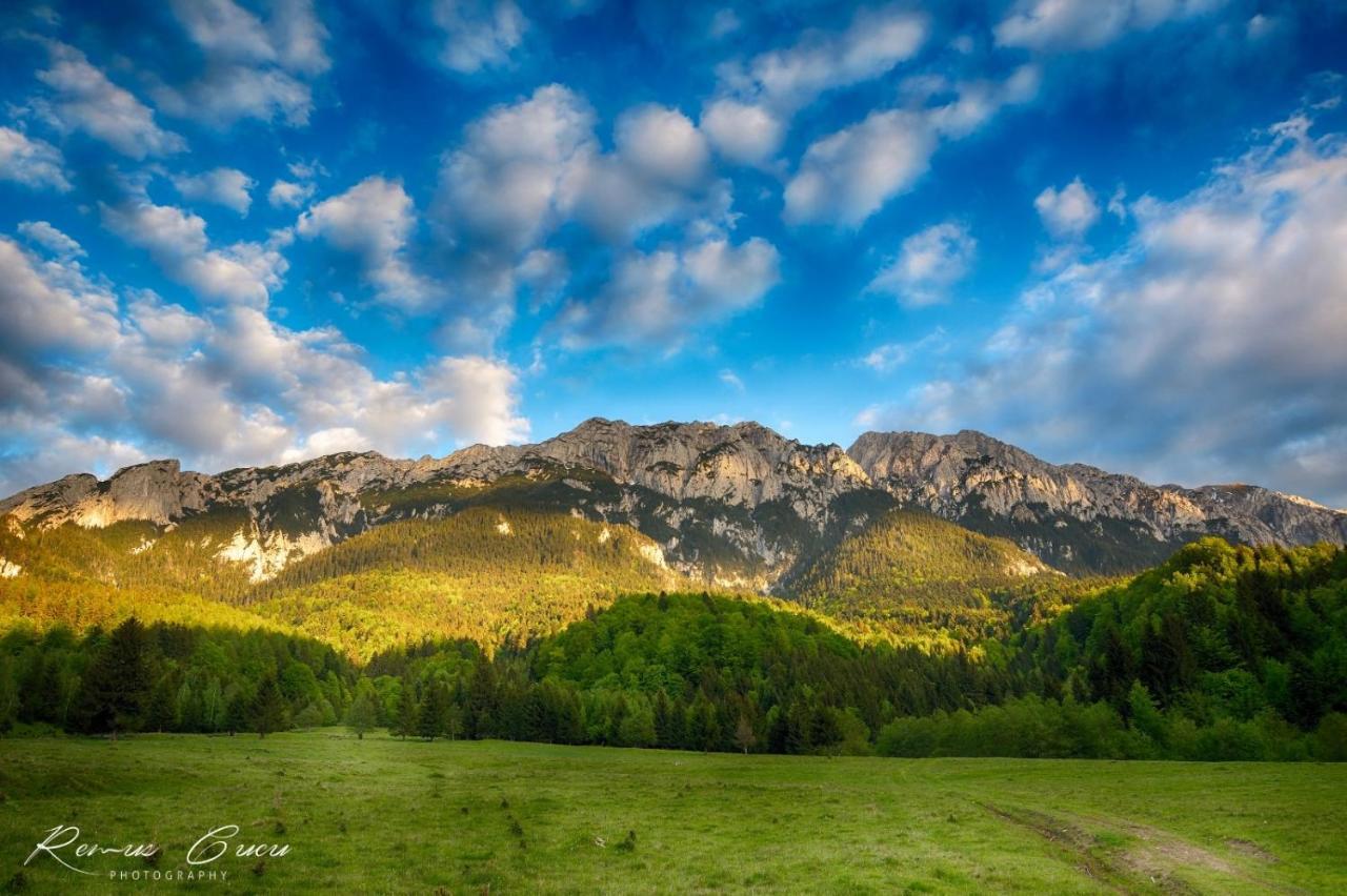 Pensiunea 3 Brazi Zărneşti Buitenkant foto